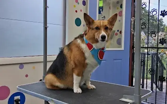 Eastside Grooming in Lansing, MI