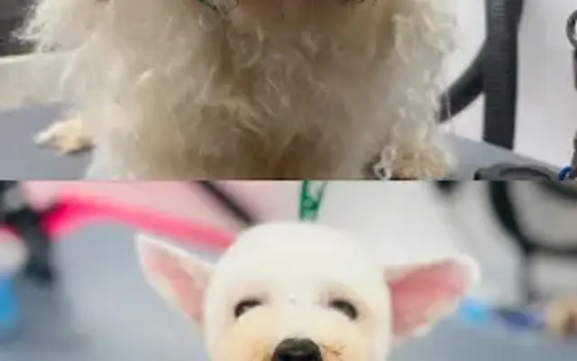 Frenchie Grooming in Houston, TX