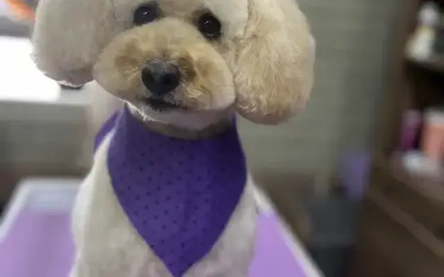 Safe Haven Dog Grooming in Phoenix, AZ