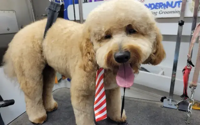 Mighty Moe's Mobile Grooming in Phoenix, AZ