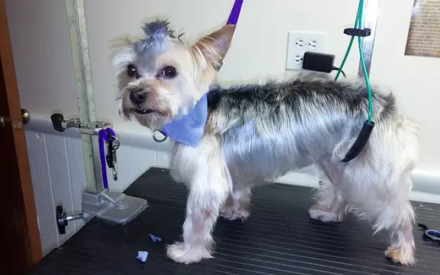 Terrific Pawz Grooming Salon Co. in St John, IN
