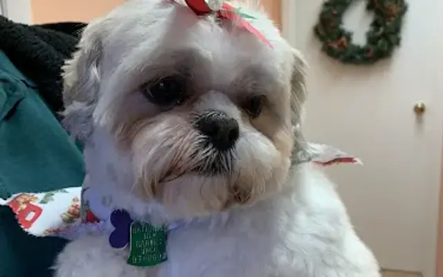Tamara's Pampered Pets in Steubenville, OH