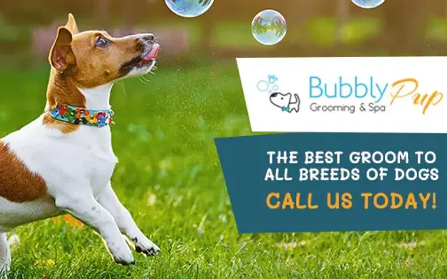 Bubbly Pup Grooming & Spa in Clinton, MA