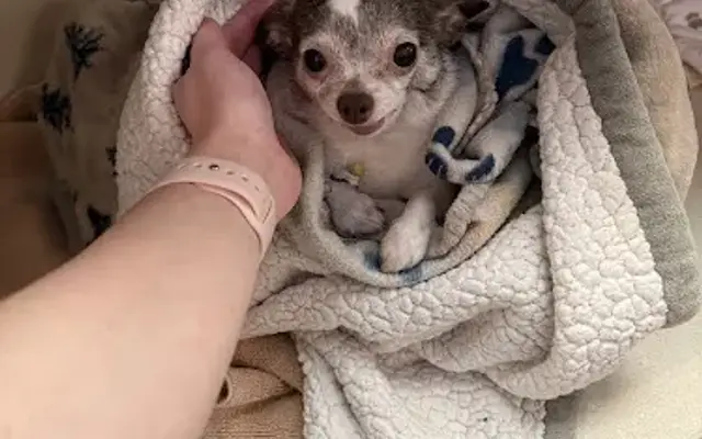 Lexi's Loving Care LLC in Bremerton, WA