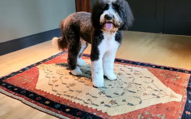 PetSmart Grooming in Nashville, TN