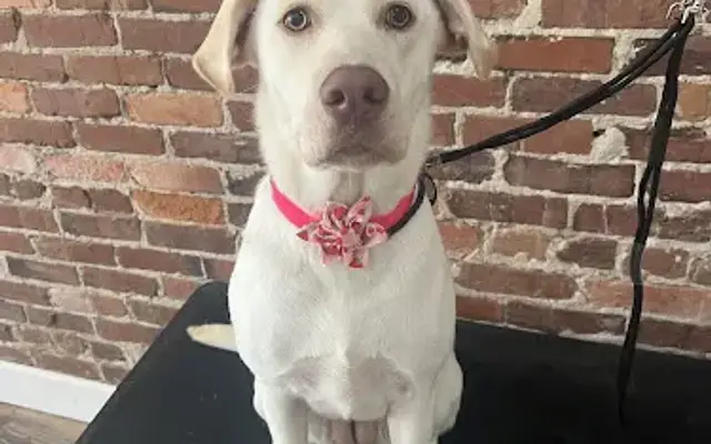 Sunny paws pet spa in Perry, FL
