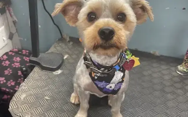 Kiss My Snout Grooming,LLC in Snellville, GA