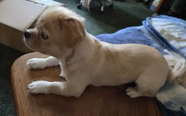 Klein Grooming in Montrose, MN