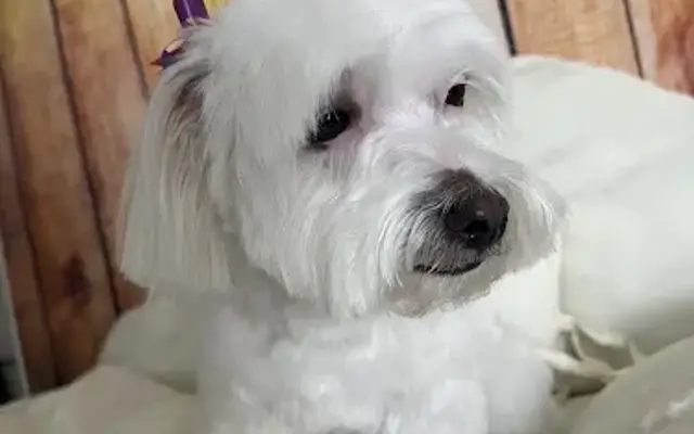 NevaJules Paw Spa in Mascotte, FL