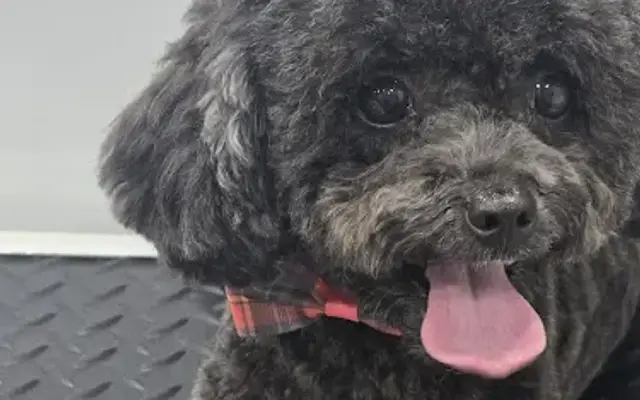 Easy peasy mobile pet grooming in Weston, FL