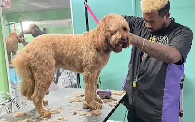 Charm City Groomery in Baltimore, MD
