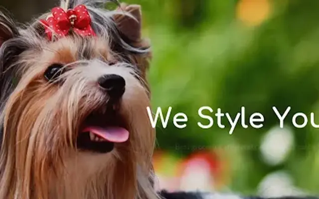 Star Grooming in Winnetka, CA