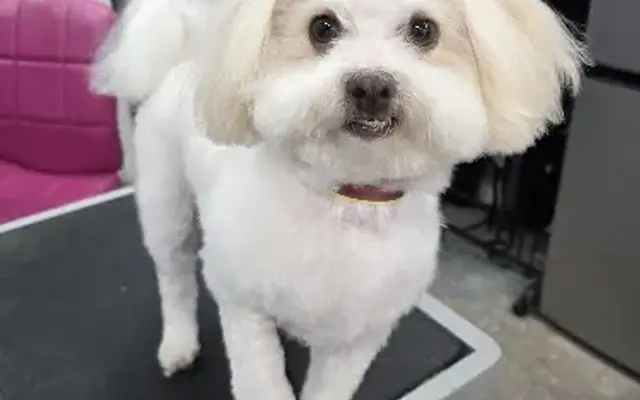 A Cut Above Pet Salon in La Verne, CA