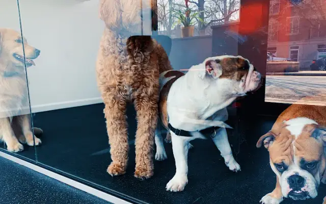 SBK Dog Club in Chicago, IL