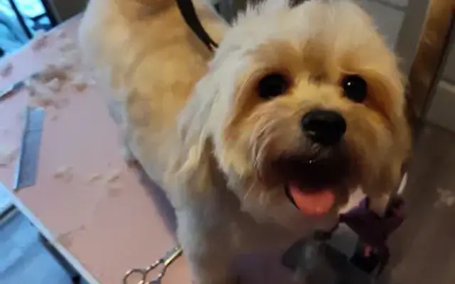 Dillons Pet Club in Dunwoody, GA