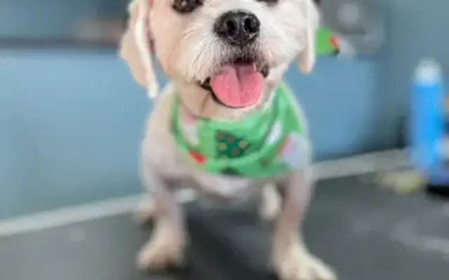The Shih Shed in Richmond, KY