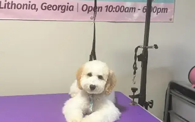 Shampooch Mobile Grooming LLC in Snellville, GA