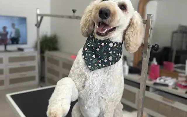 Hair of the Dog Grooming Studio in Pensacola, FL