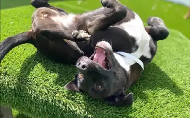 ZOOMIES Pet Hotel in Panama City Beach, FL