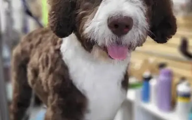 U Lucky Dog Pet Salon in Pinckney, MI