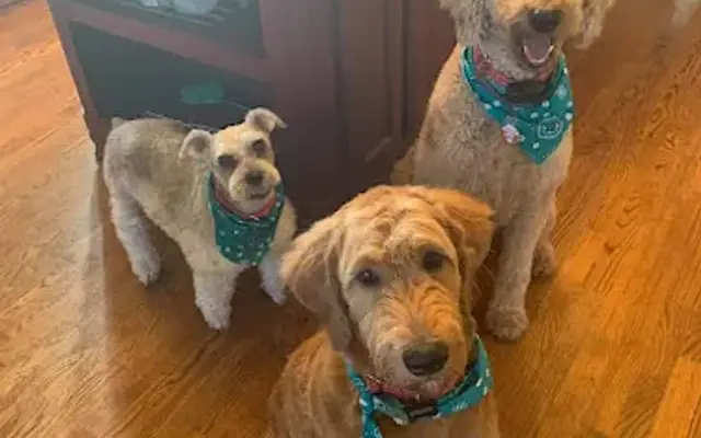 Home Grooms by Kristen in Weatherford, TX