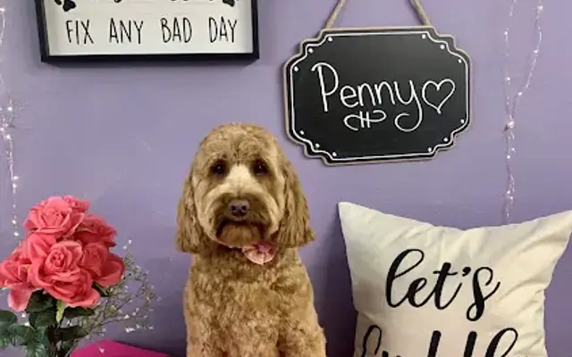 The Dog Nanny Grooming Salon in Andover, MA