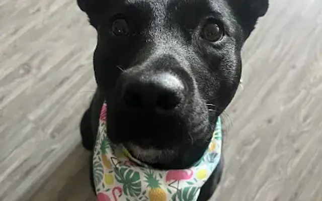 Muddy Paws Dog Spa in Waverly, TN