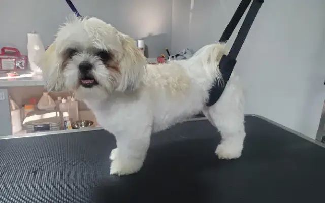 Tina's Dog House, Pet & Home Care LLC in Greer, SC
