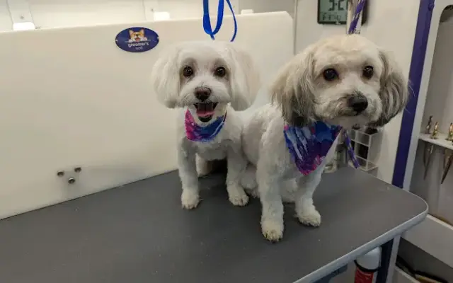 Zen Dog Mobile Groom Spa, LLC in Clarksville, TN