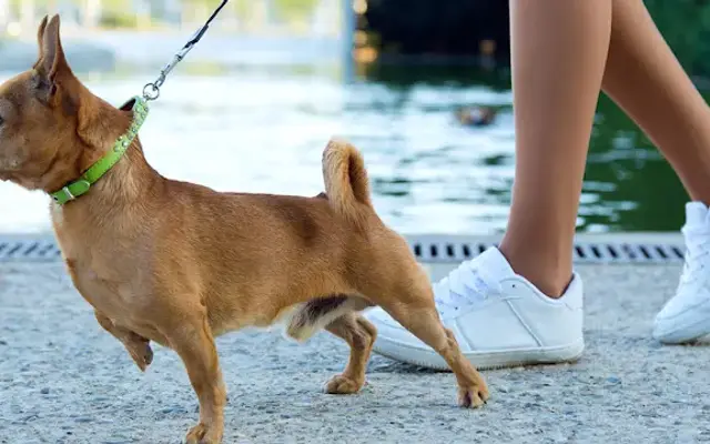 Paradise Pooch in Stuart, FL