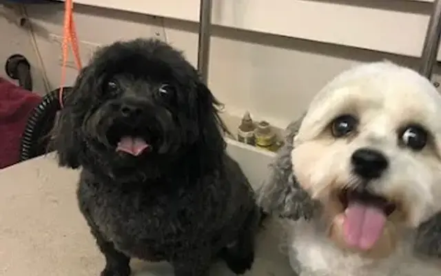 Critters mobile pet spa in St Johns, FL