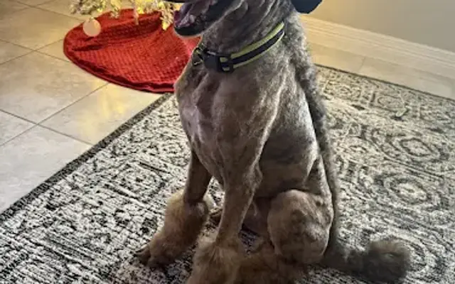 Madilynns Boarding and Grooming in Magnolia, TX