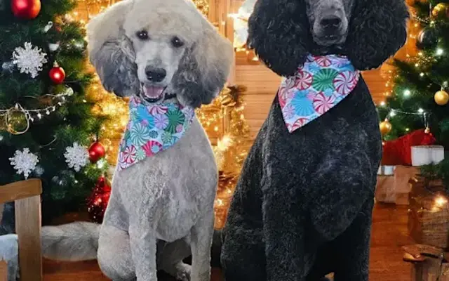A Bark On The Bend Grooming Salon in Burnside, KY