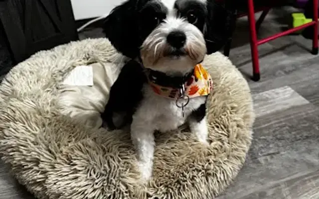 Poochy Couture Grooming in Coram, NY