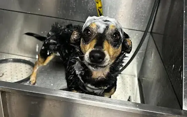 Happy Little Paws Pet Salon in Piedmont, AL