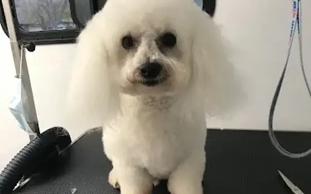 Sunny’s Mobile Dog Grooming in Moorpark, CA