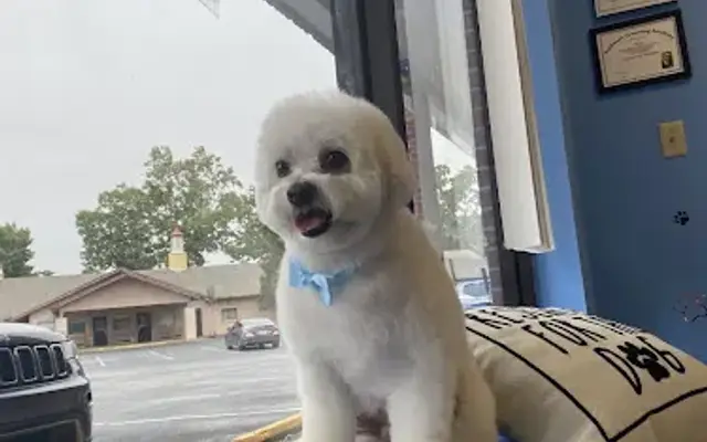 Fuzzie Paws Mobile in Snellville, GA