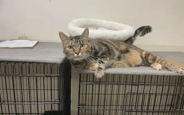 Carolina Pet Resort LLC in Columbia, SC