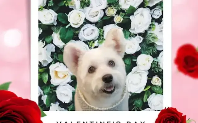 Nomadic-Tails: Mobile Grooming in Carrollton, GA