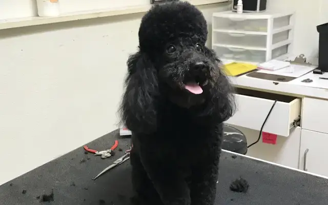 Doggie Styling Mobile dog grooming in Pooler, GA