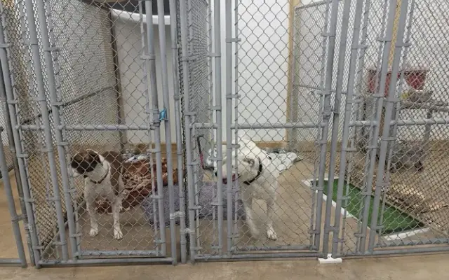 KARMAS COZY KENNEL and SPAW in San Antonio, TX