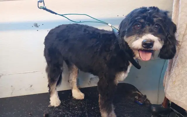 Your Dog Spa - DE-SHEDDING SPECIALIST in Reno, NV