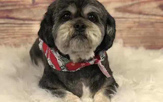 Barks & Bubbles in Boise, ID