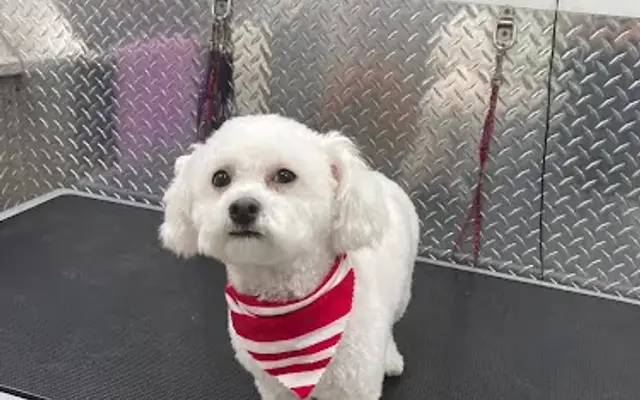 B & U Pet Grooming of Richmond Texas in Houston, TX