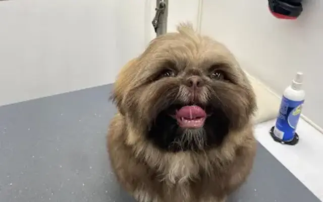 Pet X-Press Mobile Grooming in Jefferson, MA