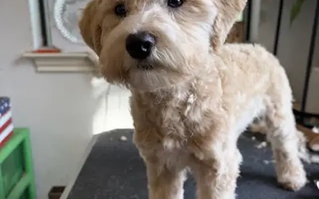 Grooming By Trish in Kyle, TX