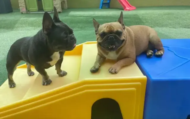 Lush Dog Resort in Jupiter, FL