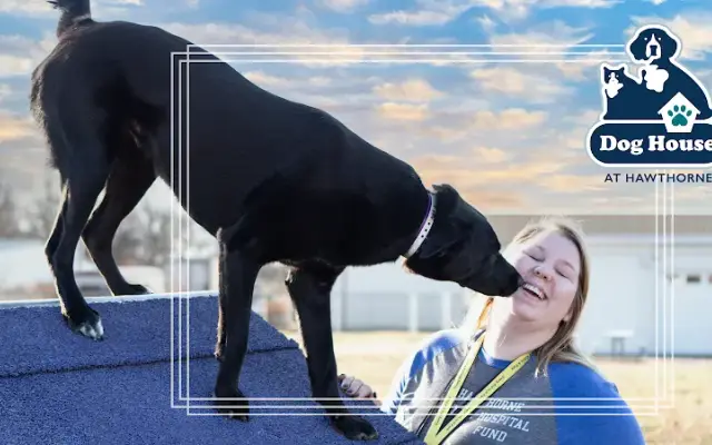 The Dog House by Hawthorne Animal Hospital in Glen Carbon, IL