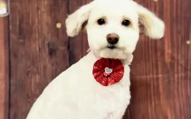Country Pets LLC in El Campo, TX
