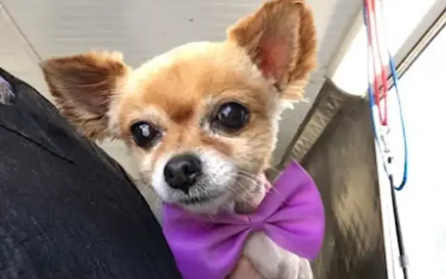 Grooming Stars - Mobile Dog Grooming in Canoga Park, CA